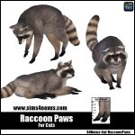 Raccoon Paws -Original Content-